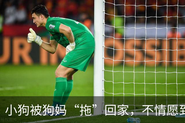 小狗被狗妈“拖”回家，不情愿到连爪子都在控诉：我还要玩！